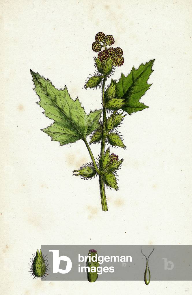 Xanthium Strumarium Common Bur-Marygold