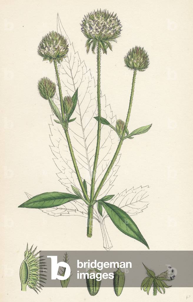 Dipsacus Pilosus Small Teasel