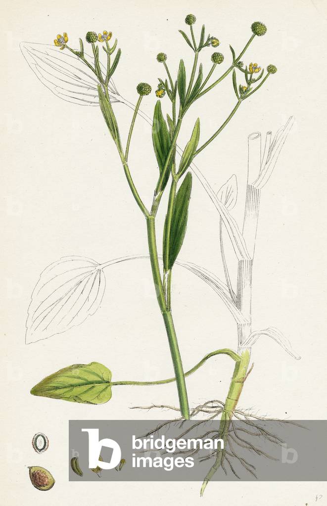 Ranunculus Ophioglossifolius Adder's Tongue-Leaved Crowfoot