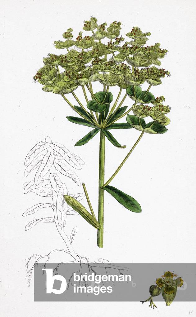 Euphorbia Esula Leafy-Branched Spurge