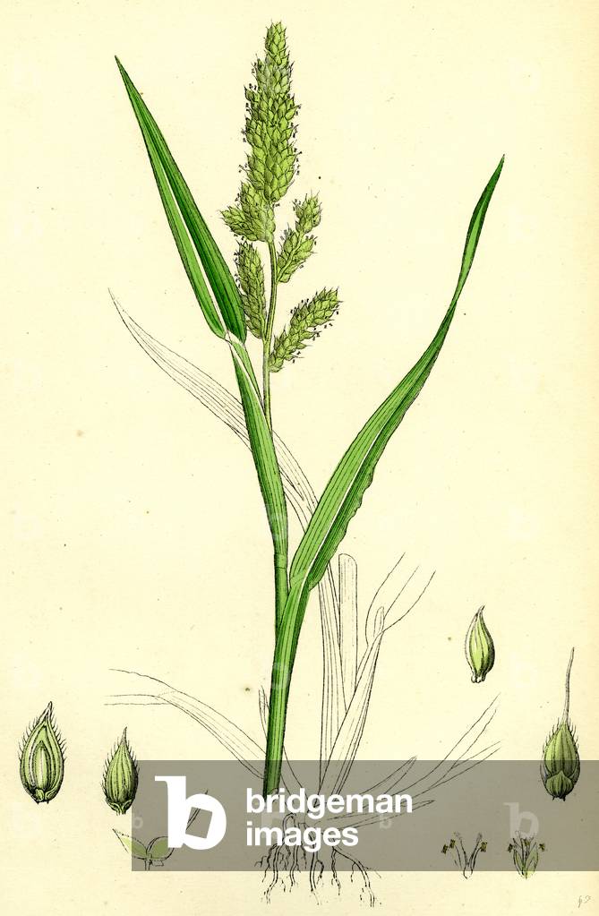 Echinochloa Crus-Galli Loose Panic-Grass