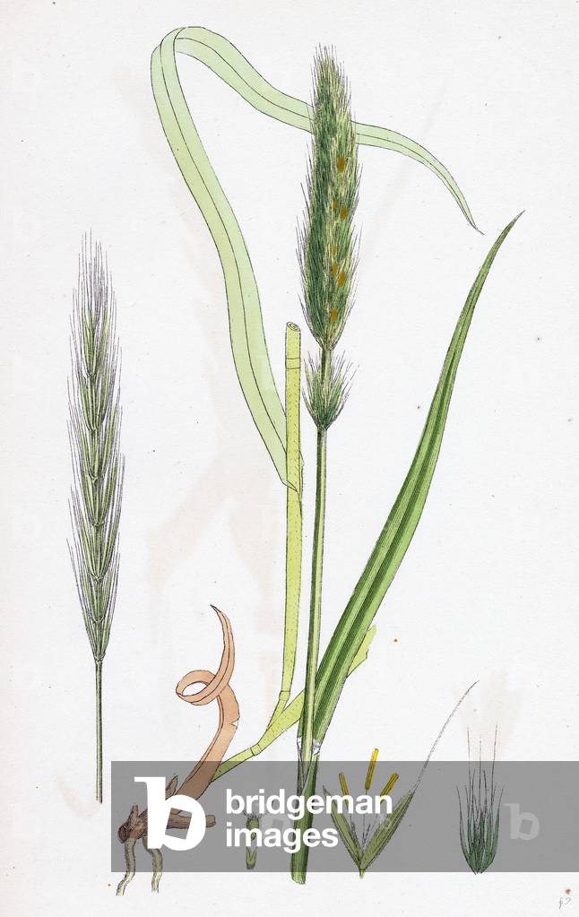 Hordeum Sylvaticum Wood Barley