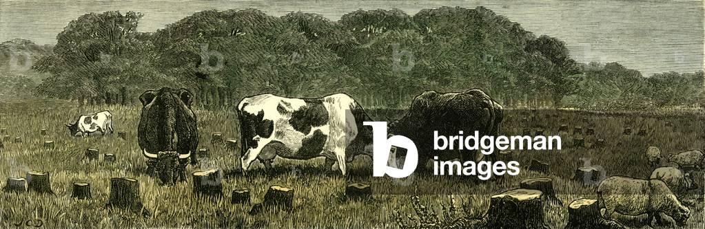 Canada Farm Life Cattle Grazing in Newly Cleared Pasture 1880