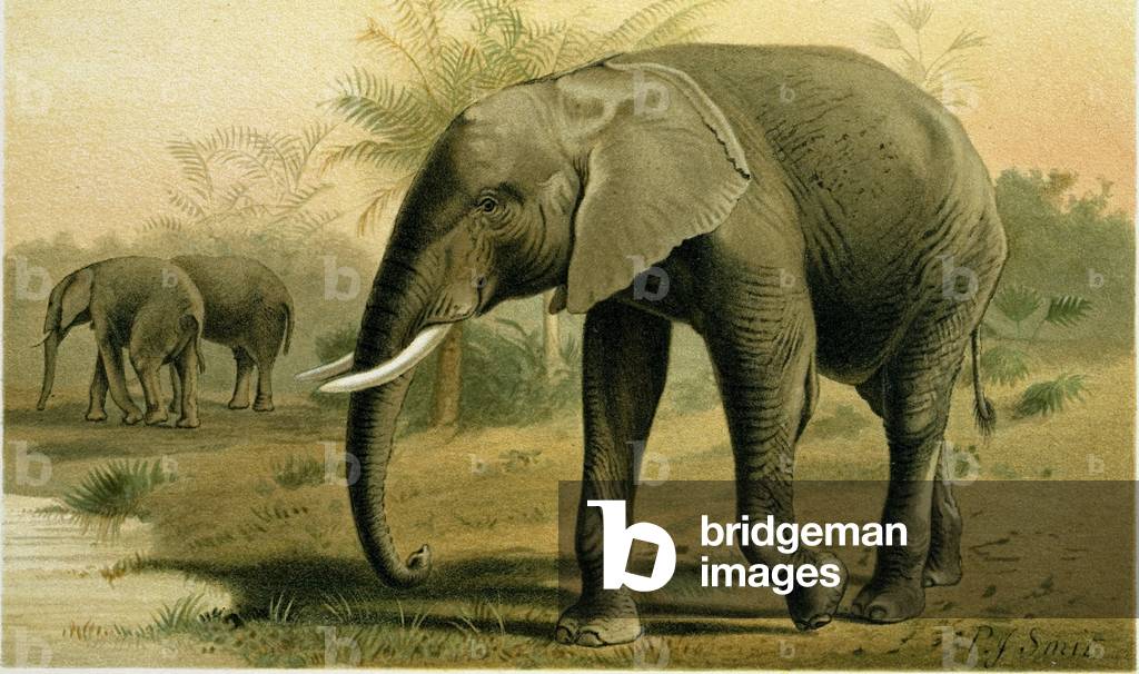 African Elephant