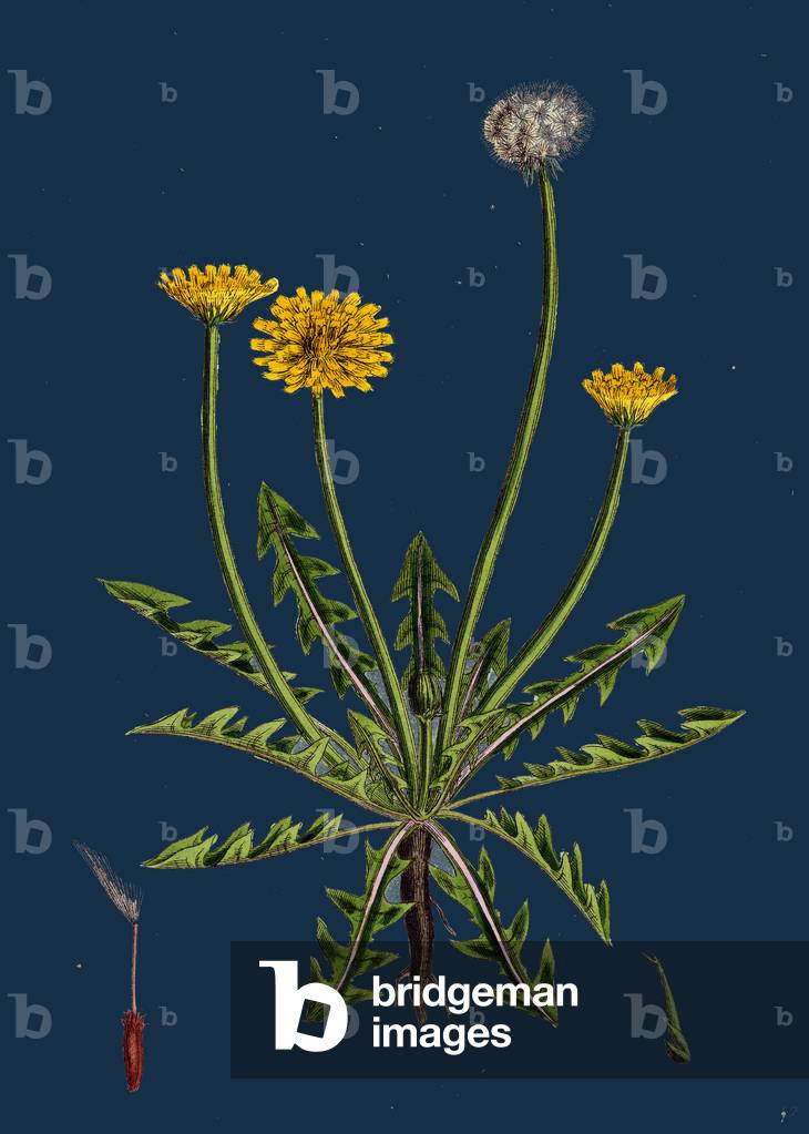 Atriplex Littoralis, Var. Marina; Grass-Leaved Sea Orache, Var. B.