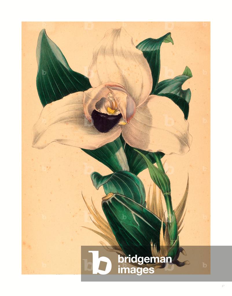 Lycaste Skinneri, British, Active 1845/1847, Colored Lithograph