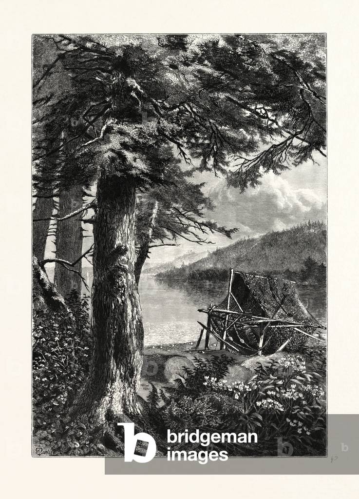 Hemlocks of Lake Otsego. USA