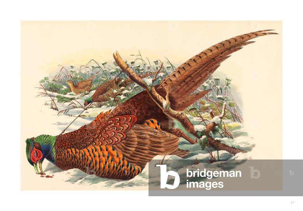 Phasianus Colchicus (Ring-Necked Pheasant), Colored Lithograph