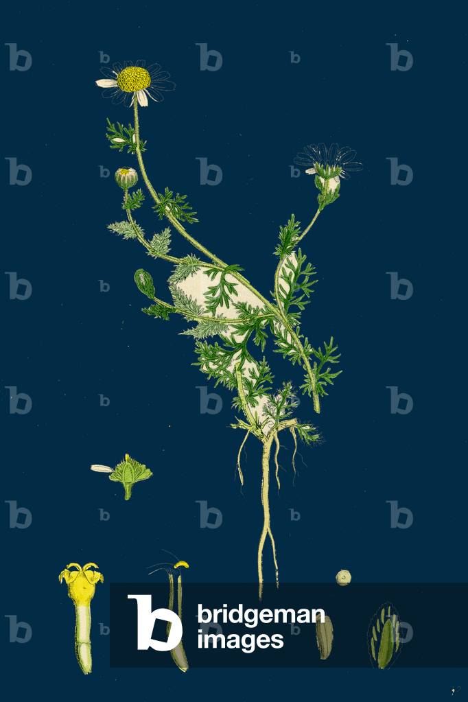 Poa Alpine; Alpine Meadow-Grass