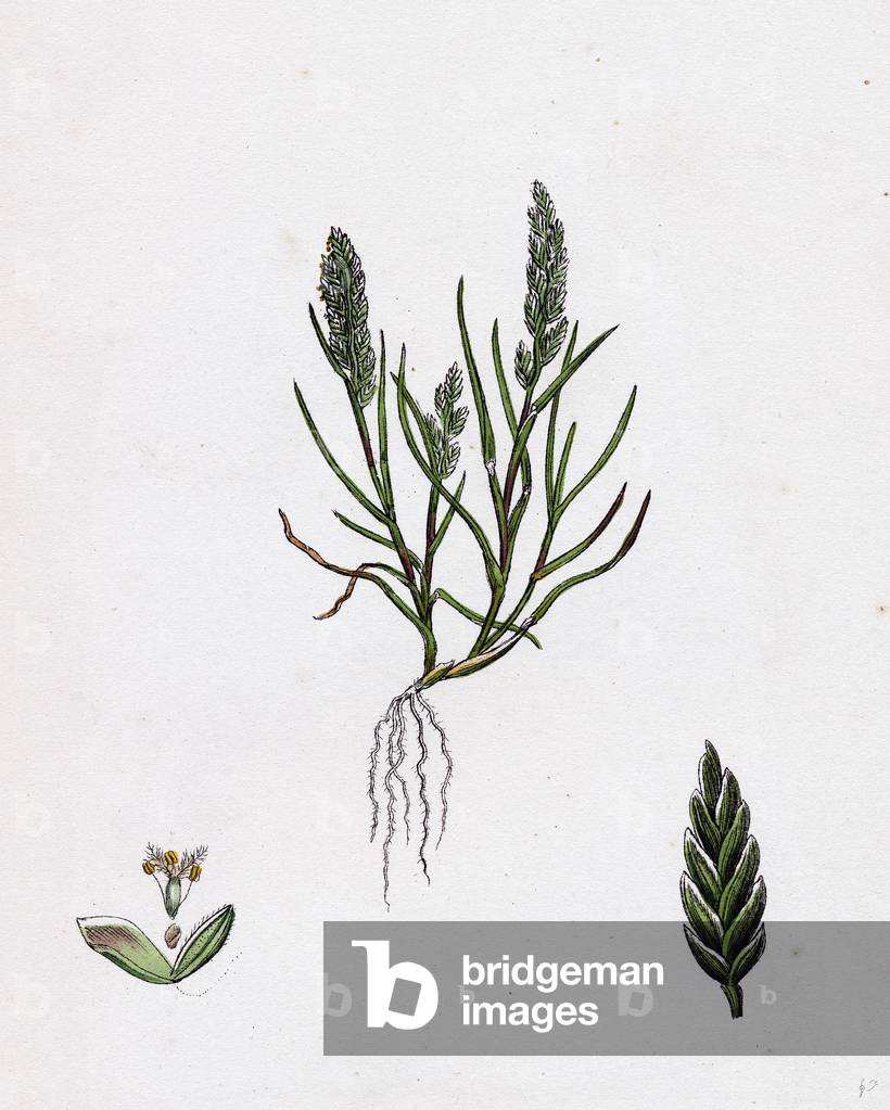 Sclerochloa Loliacea Dwarf Meadow-Grass