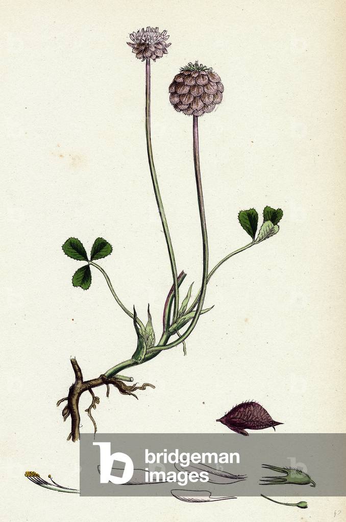 Trifolium Fragiferum Strawberry-Headed Trefoil