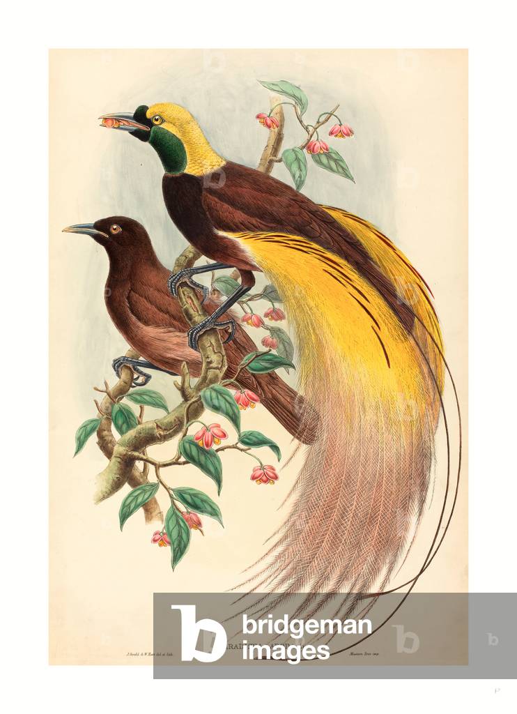 Bird of Paradise (Paradisea Apoda), Published 1875 1888, Hand Colored Lithograph