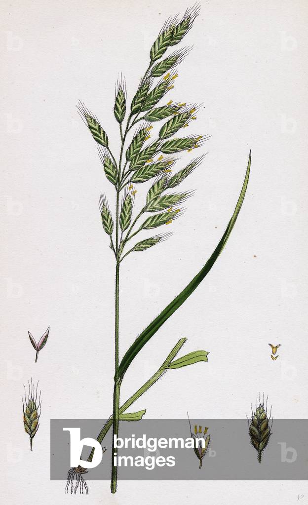 Bromus Mollis Var. Genuinus Soft Brome-Grass Var. A.