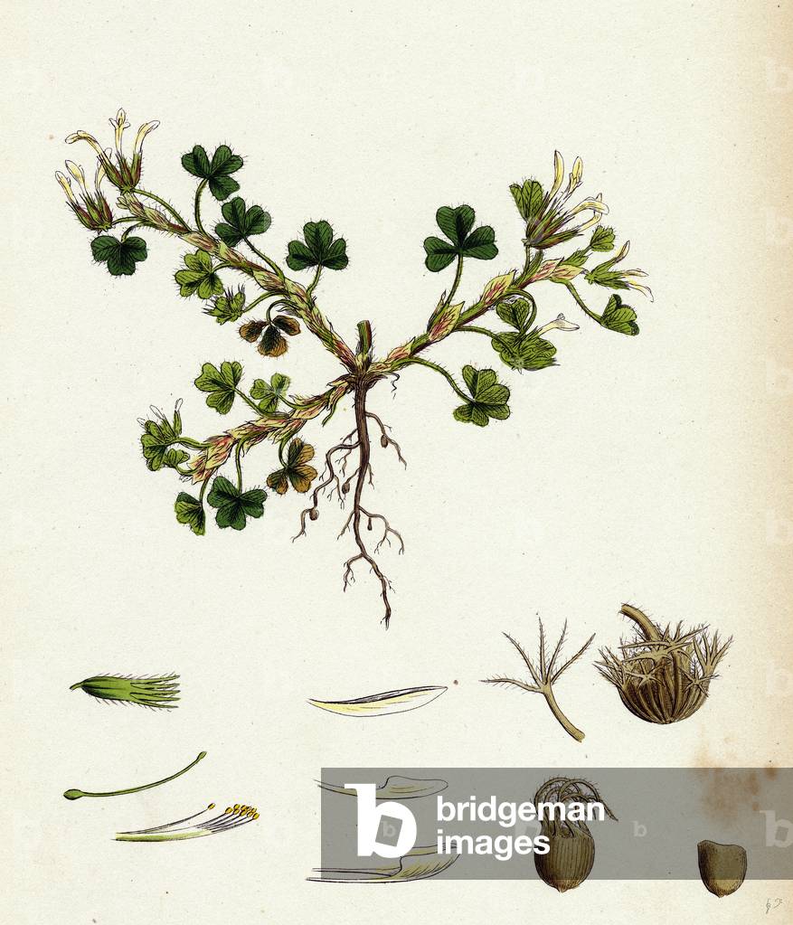 Trifolium Subterraneum Subterranean Trefoil