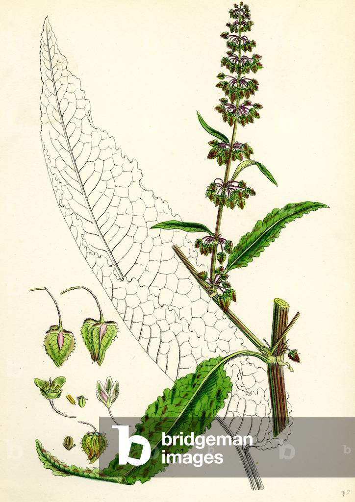 Rumex Pratensis Meadow Dock