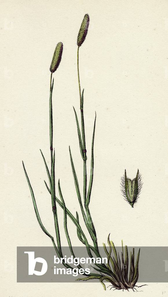 Phleum Pratense Var. Nodosum Common Timothy-Grass Var. B.