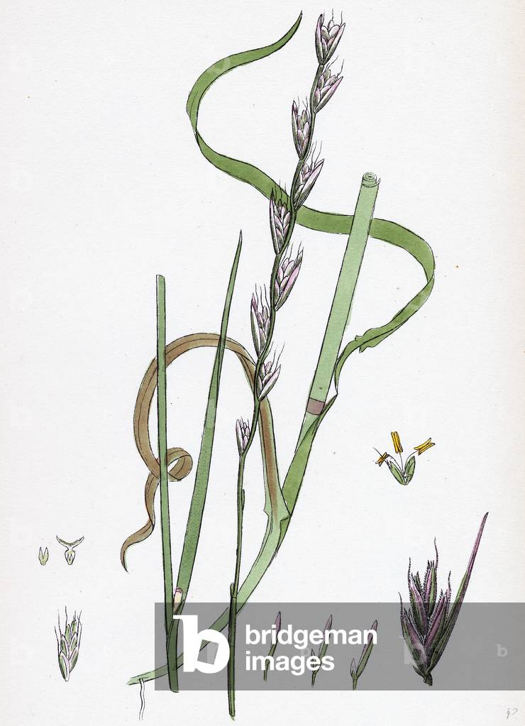 Lolium Temulentum Var. Arvense Common Darnel Var. B.