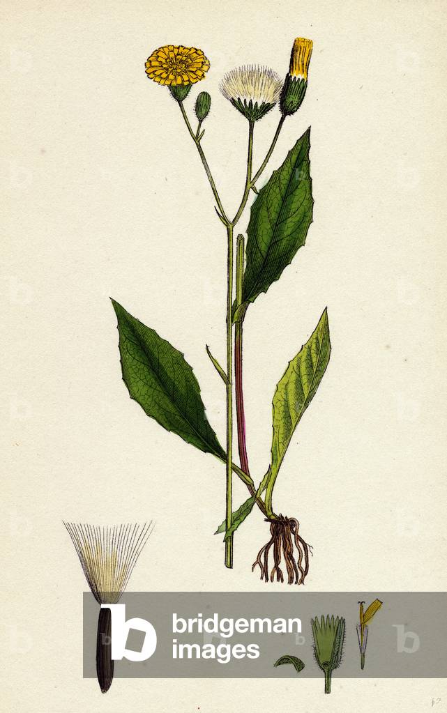 Crepis Paludosa Marsh Hawk's-Beard