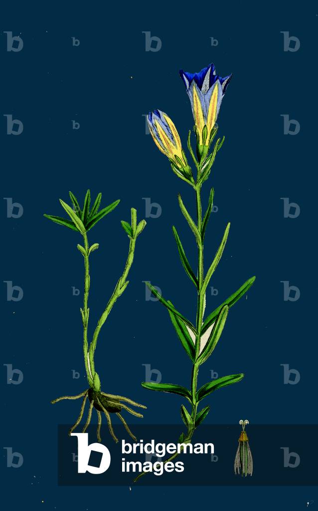 Sisymbrium Alliaria; Garlic Hedge-Mustard