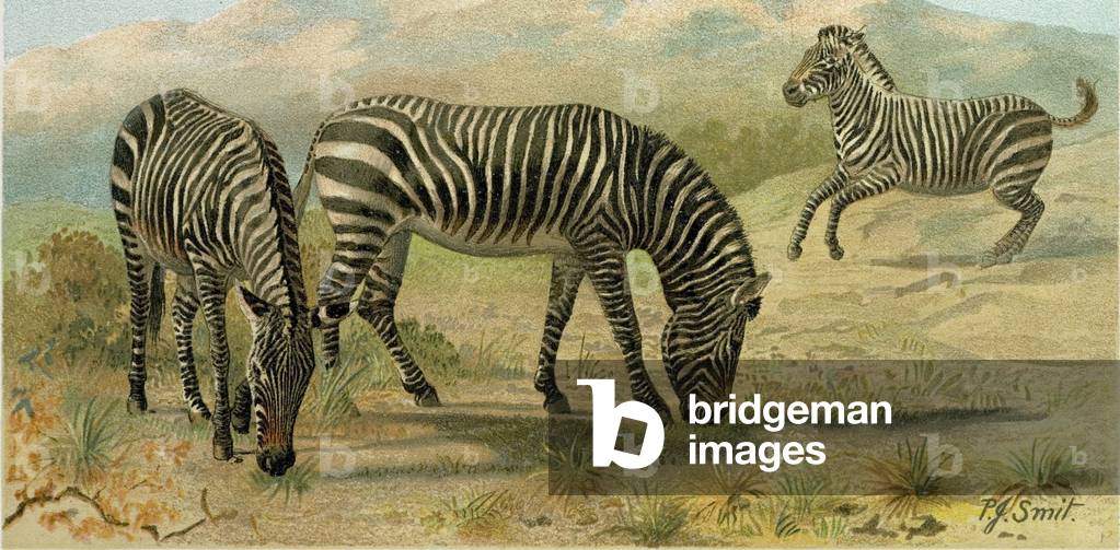 Zebra