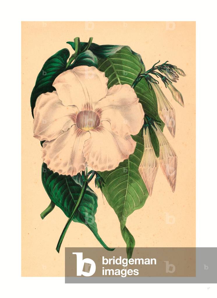 Echites Splendens, British, Active 1845  1847, Colored Lithograph