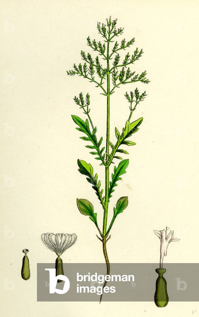 Centranthus Calcitrapa Cut-Leaved Valerian