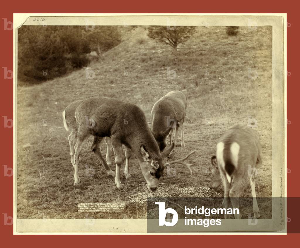 A Dear Picture. At Hot Springs, S.D., on F.E. & M.V. Ry.