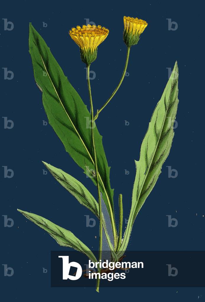 Salsola Kali; Prickly Saltwort