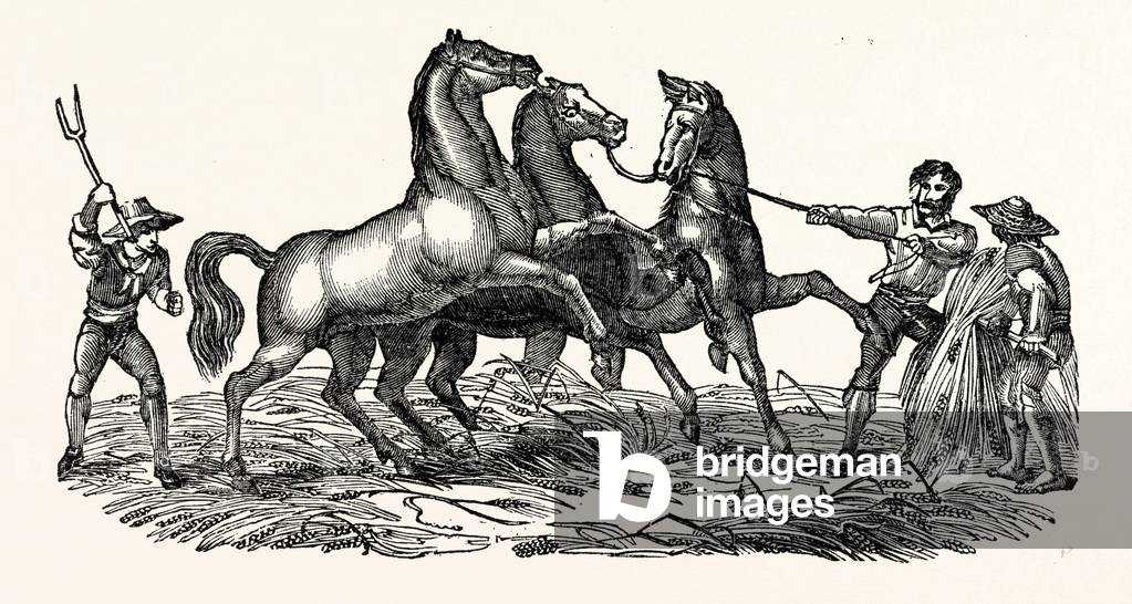 Horses Treading Out Corn