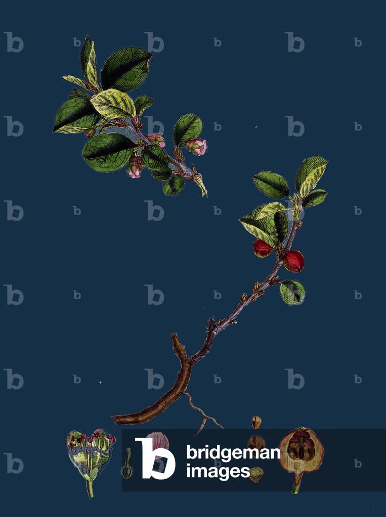 Rubus Radula; File-Stemmed Bramble