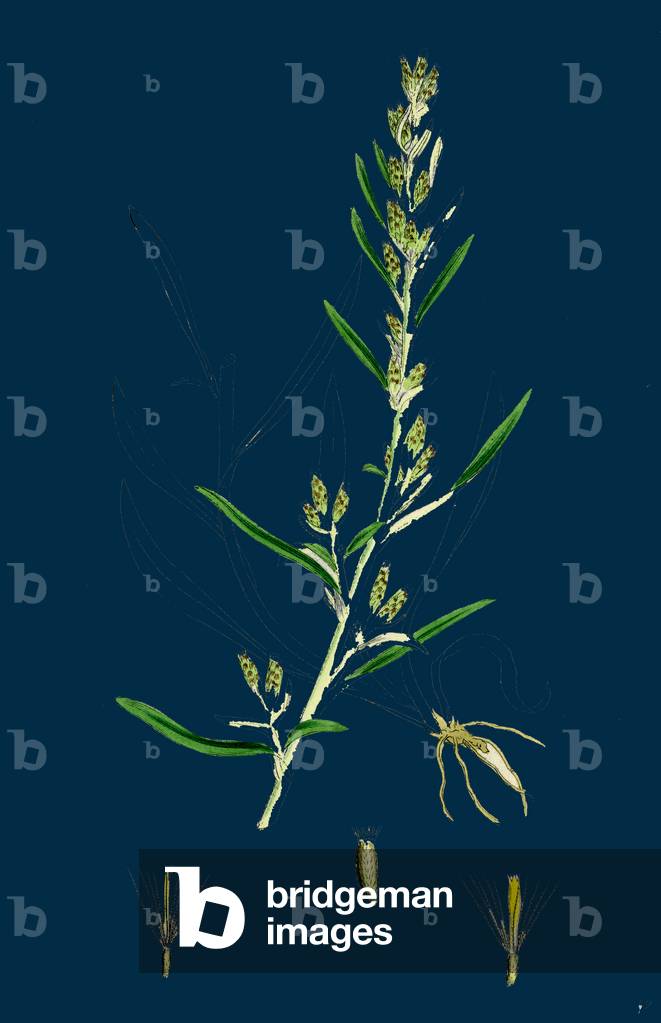 Antirrhinum Majus; Common Snapdragon