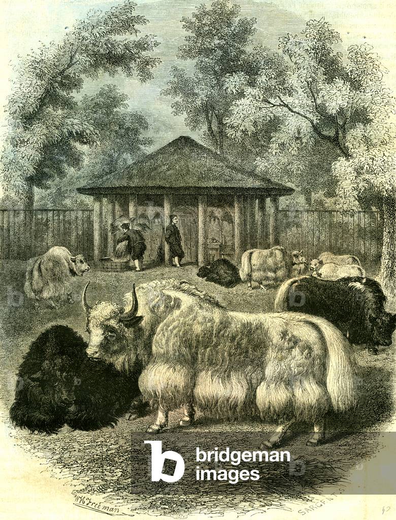 Paris Yaks 1854