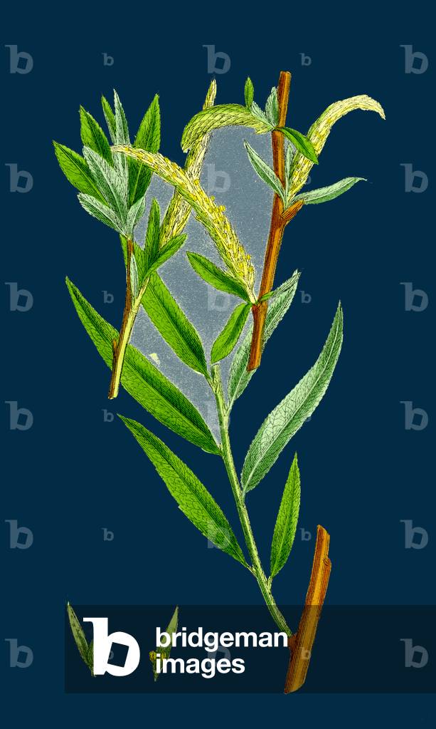 Sedum Elegans; Rock Stone-Crop