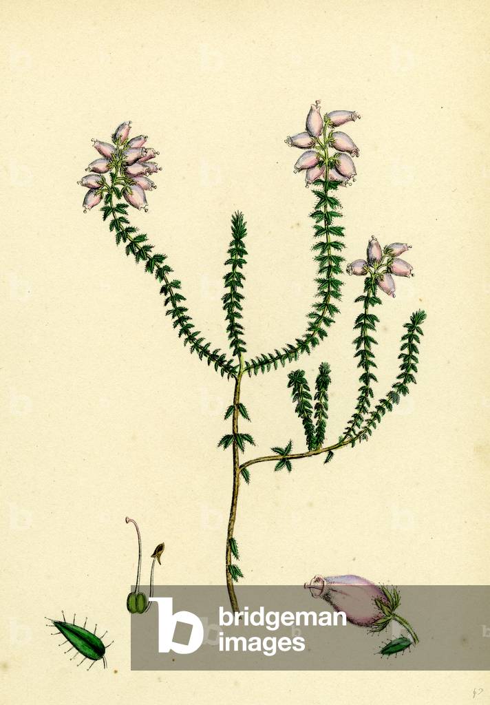 Erica Tetralici-Ciliaris Hybrid Between Fringed-Leaved and Cross-Leaved Heaths