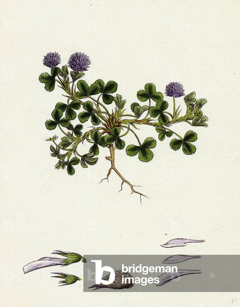 Trifolium Resupinatum Reversed-Flowered Trefoil