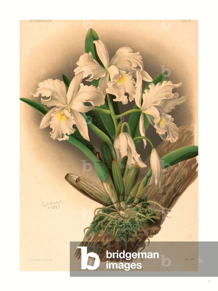 Gustav Leutzsch after Charles Storer (German (?), Active 19th Century ), Cattleya Rochellensis, Color Lithograph