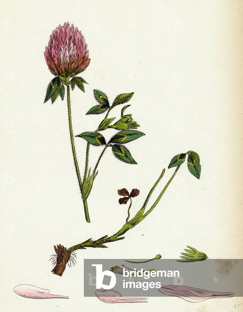 Trifolium Pratense Red Clover