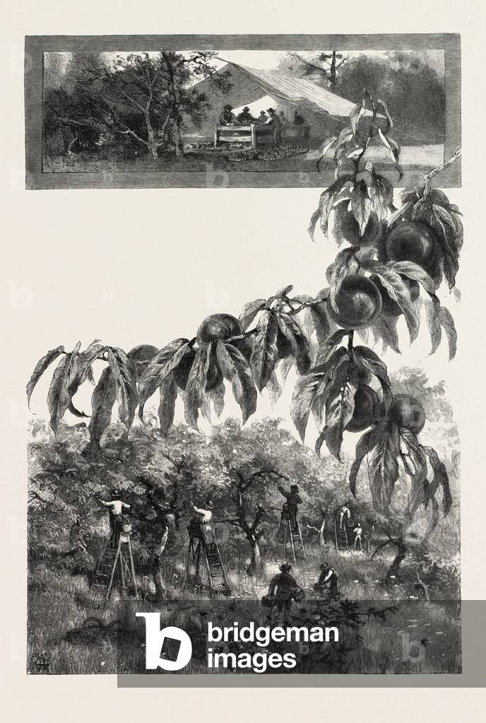 Niagara District, the Fruit Harvest, Canada, Nineteenth Century Engraving