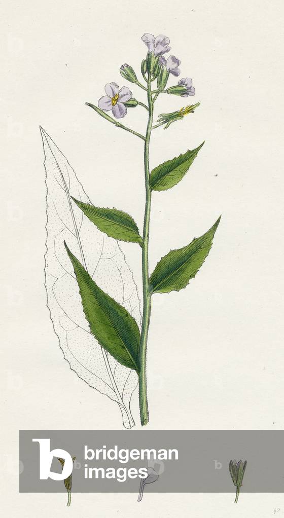 Hesperis Matronalis Dame's Rocket