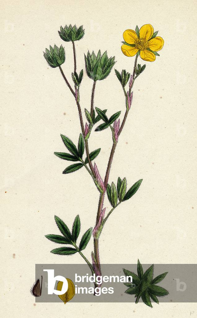 Potentilla Fruticosa Shrubby Cinquefoil