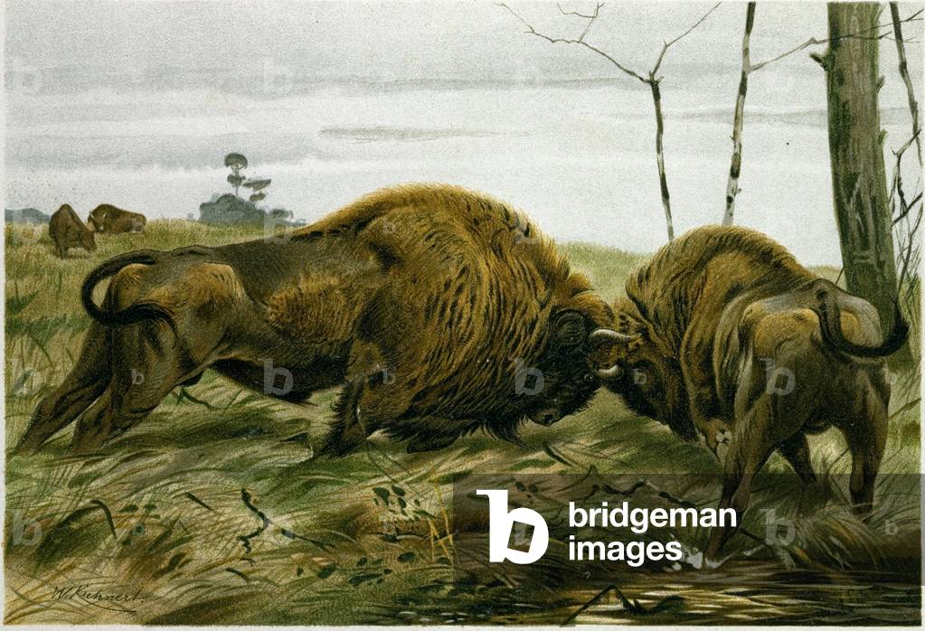 The European Bison