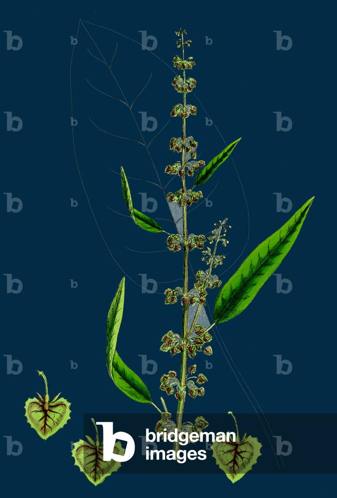 Crepis Biennis; Large Rough Hawk's-Beard