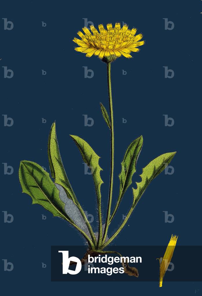 Rumex Palustris; Yellow Marsh Dock