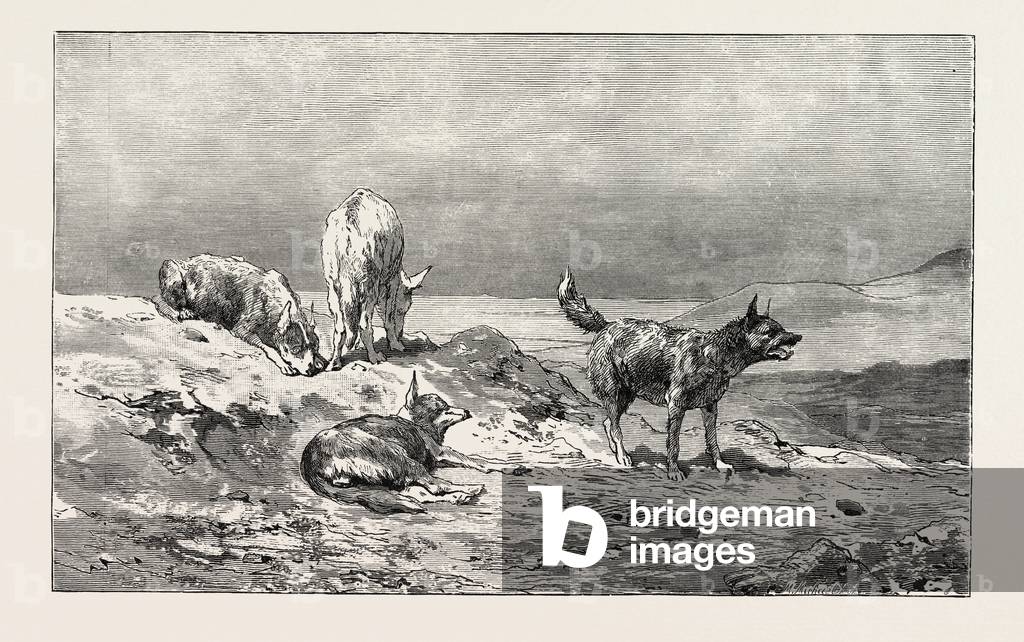 Village Dogs. Egypt, Engraving 1879