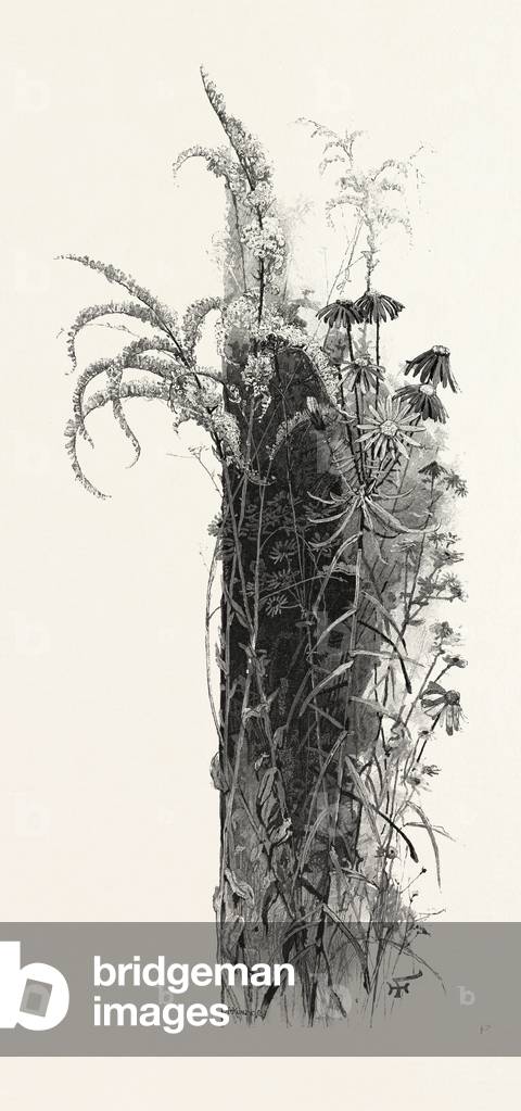 Wayside Flowers, Canada, Nineteenth Century Engraving