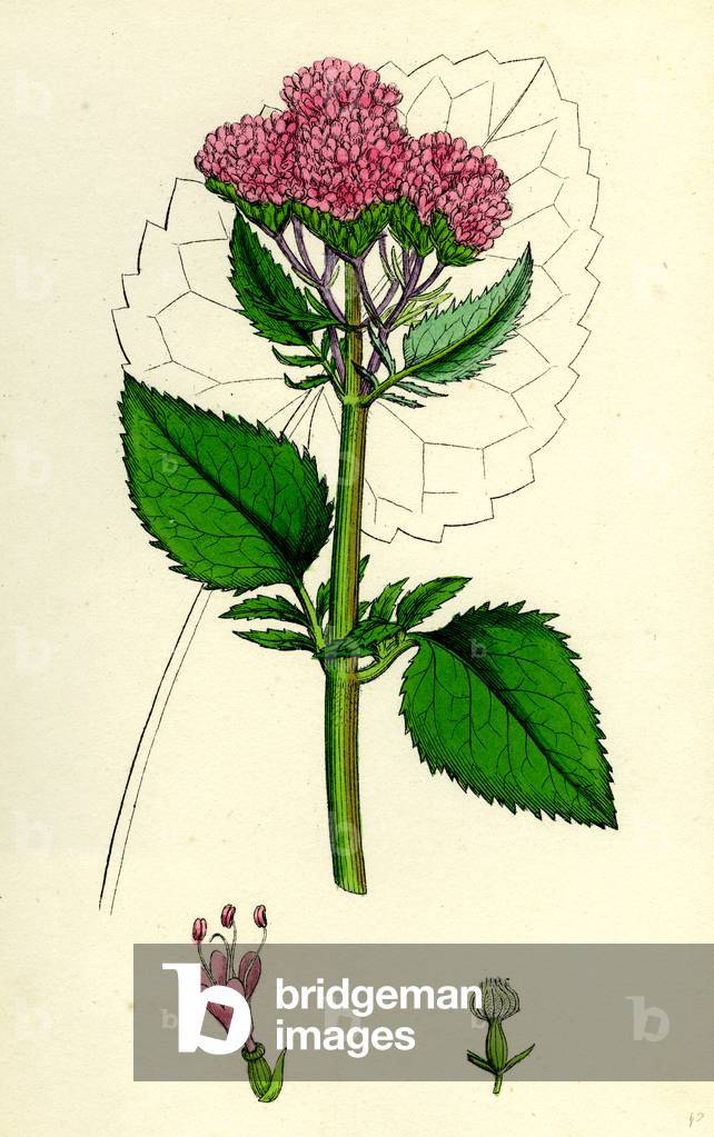 Valeriana Pyrenaica Heart-Leaved Valerian