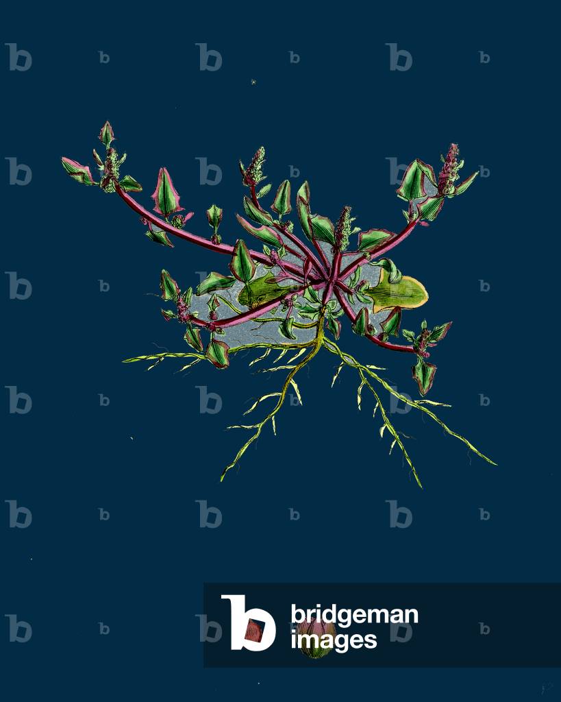 Mulgedium Alpinum; Blue Sow-Thistle