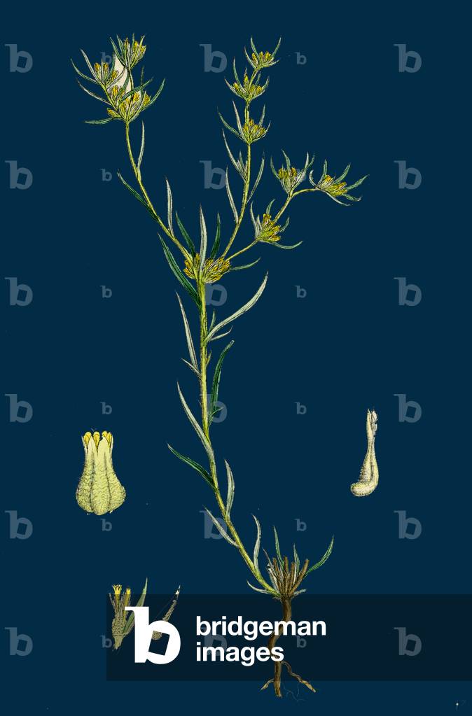 Aristolochia Clematitis; Common Birthwort