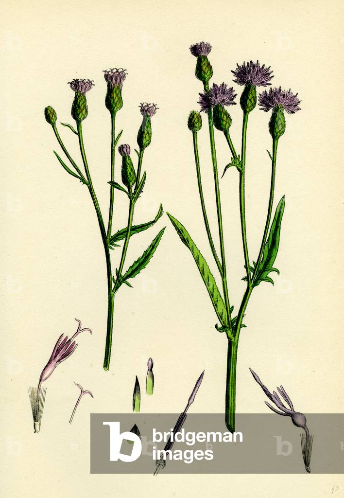 Serratula Tinctoria Common Saw-Wort