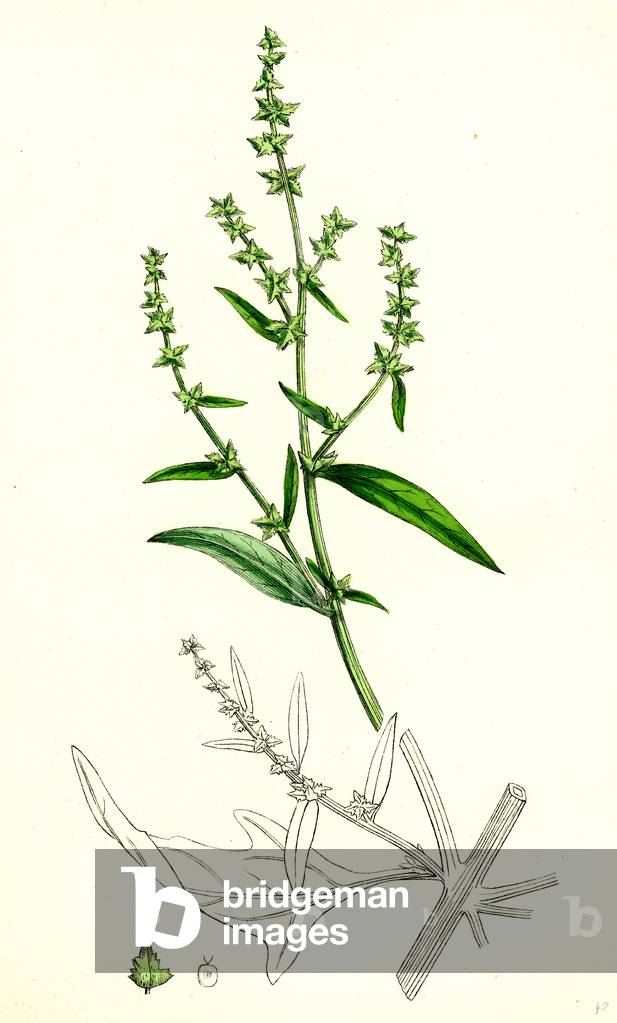 Atriplex Patula Var. Angustifolia Narrow-Leaved Orache Var. A.